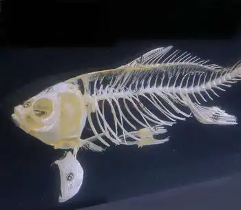 moksleivių, vaikų, rodantis ekranas Vidurinės mokyklos studentas vaikus, rodo fishbone struktūra žuvų kaulų mėginių dervos gintaro